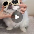 진리 동물병원 이미지