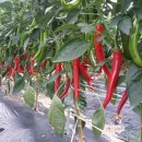 갑천농장 이미지