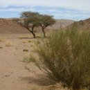 로뎀나무 이미지