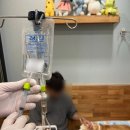 동원동물병원 | 답십리동물병원 다리 떠는 반려견 이유가 궁금하다면