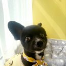 멍뭉유치원 이미지