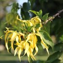 일랑일랑 이미지