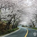 벚꽃다례