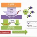 프리페민의 기전< 프로게스테론과 프로락틴의 상관관계> 이미지