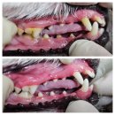 김s 동물병원 | [일산] 김s동물병원/강아지 무마취 스케일링/내돈내산