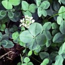 네잎클로버 이미지