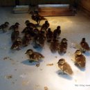 대신부화장 이미지