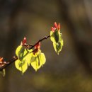 신록1로 이미지