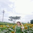해바라기농장 이미지