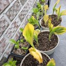 해진농장(2) 이미지