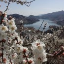 섬진강매화로 이미지