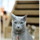 어방참숯장어구이 이미지