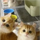 캣그램 광주 고양이분양 | 광주고양이분양 브레티쉬숏헤어 분양 캣그램