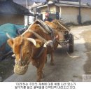 소달구지 Daum카페