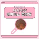 파충류샵 렙타일스테이션 | 🦎 동춘동파충류샵 비바어스 렙타일 방문 후기 (인천파충류샵 / 인천도마뱀 / 인천비바리움)