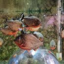 화지8리 이미지