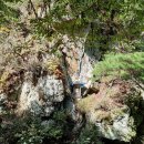 치악산둘레길 9코스 자작나무길 이미지