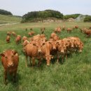 수정축산 이미지