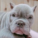 부르주화 펫 이미지