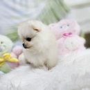 김해 해피몽 김해강아지분양 고양이분양 이미지