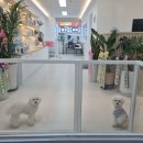 꼬씨와 펫살롱 이미지