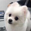 Dr.수 동물병원 이미지