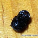 쇠똥구리 농장 이미지