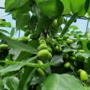 주원농장 이미지