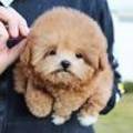 퍼피 비비드(puppy vivid) 이미지