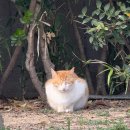 하단동1199 이미지