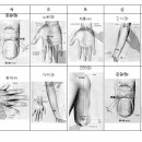 혈자리 이미지