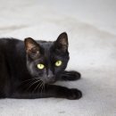 서울고양이분양 묘연 | 서리펫 서울고양이분양 브리티쉬숏헤어 리얼 후기