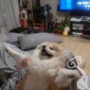퍼스트독앤캣 | 더독앤캣 콰트로 사료 강아지 간식 구매후기 강아지 치석제거 껌