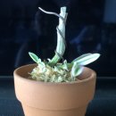 석곡(화산) 이미지