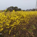 개나리농장 이미지