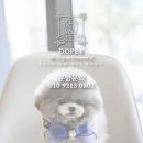 디디펫 수원강아지분양 네이버블로그