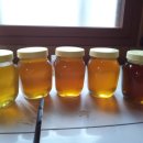 벧엘 양봉 이미지