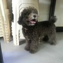 카카오독 이미지