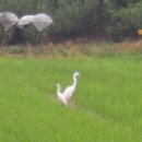 금호강8 이미지