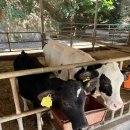 🐮 아이와 함께 가기 좋은 곳, 용인 청계목장 다채로운 체험 후기!