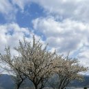 매화나무집 | 김해 봄꽃 명소 🌸 용당나루 매화공원 매화 개화상황 산책 후기