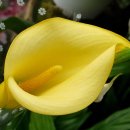 허브아일랜드식물원 이미지