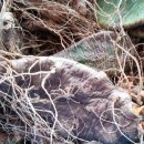 성호농원 이미지