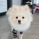 더 퍼피즈 블루 오션 쿡 이미지