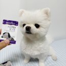 강아지 눈 영양제 후기 [펫 헴프 아이케어 나노필름]