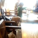 퍼피아이애견 이미지