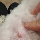 스마트동물병원 | 강남 신사스마트동물병원 본점 —- 강아지 병원 진료후기 (산타의 병원 기록일지)