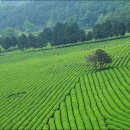 신방한라동백@ 1 이미지