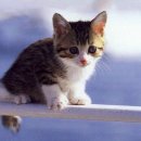 드럼통고양이 이미지