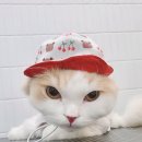 잔다냥 천안점 이미지